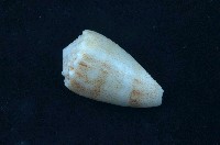 藏品(紋身芋螺)的圖片